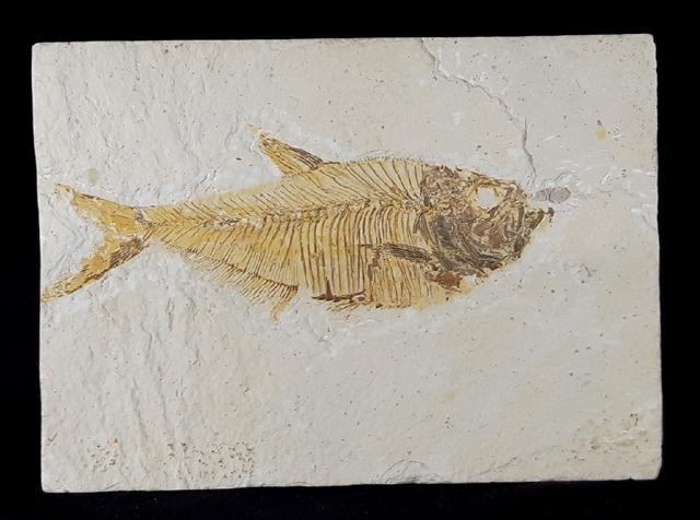 Diplomystus dentatus COPE 1877 - Bild © FossNet FossilienStore